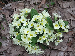 Common primrose (Primula vulgaris), pale yellow flowers in the woods in April - Eplény, Ungheria