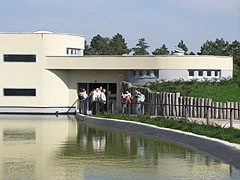 Koi carps are swimming at the outdoor enclosures of the "Chimpanzee World", in the pond (actually a water ditch) - Veszprém, Ungheria