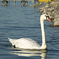 Mute swan (Cygnus olor) - Agárd, Hongrie