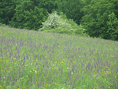 Flowery meadow - Aggteleki karszt, Hongrie