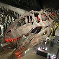 The enormous skull of the Giganotosaurus carolinii meat-eating theropod dinosaur - Budapest, Unkari