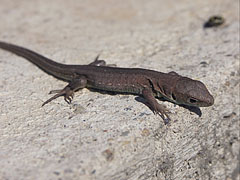 Brown lizard - Mogyoród, Unkari