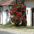 Row of snow white wine cellars with beautiful red rose shrub - Mogyoród, Unkari