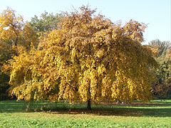 A standalone tree with its yellow autumn foliage - Szarvas, Unkari