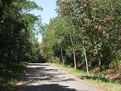 Way to the exhibition area of the Balaton Uplands region - Szentendre, Unkari