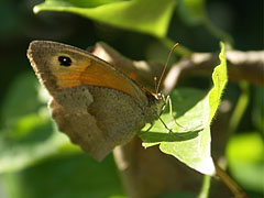 Meadow brown butterfly (Maniola jurtina), female - Szentendre, Unkari