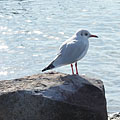 Balatonfüred, Madžarska