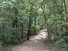 Forest trail - Budimpešta, Madžarska