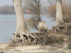 Stubbornly clinging roots - Dunakeszi, Madžarska