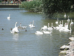 Swans by the lake - Keszthely, Madžarska