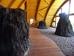 Ancient swamp cypress tree (Taxodium) trunks from Bükkábrány, their wood were preserved without any fossilization - Ipolytarnóc, Węgry
