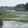 Kis-Balaton, Węgry