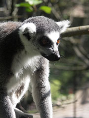 Portrait of a ring-tailed lemur (Lemur catta) - Veszprém, Węgry
