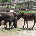 Gödöllő Hills (Gödöllői-dombság), Унгария