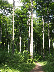  - Pilis Mountains (Pilis hegység), Унгария