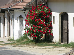 Row of snow white wine cellars with beautiful red rose shrub - Mogyoród, Венгрия