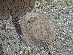 Ocellate river stingrays (Potamotrygon motoro), also known as the peacock-eye stingray - Boedapest, Hongarije