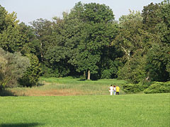 Although the palace garden has not yet regained its former glory, there are still a lot of interesting and special trees in it - Nádasdladány, Ungarn