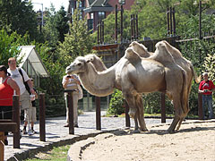 Bactrian camels (Camelus bactrianus) - بودابست, هنغاريا