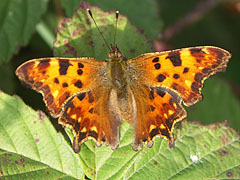 Comma (Polygonia c-album) butterfly - Mogyoród, 匈牙利