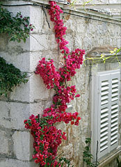 A red flowered creeper plant, a so-called bougainvillea climbs on the wall - Trsteno, 克罗地亚