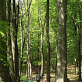 Börzsöny Mountains, Мађарска