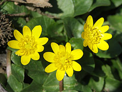 Lesser celandine (Ranunculus ficaria) - Csővár, Мађарска