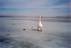  - Fertőrákos, Мађарска