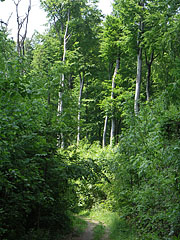  - Pilis Mountains (Pilis hegység), Мађарска