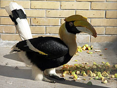 Nagy szarvascsőrűmadár vagy homrai (Buceros bicornis) - Amszterdam, Hollandia