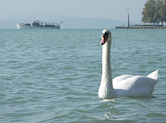 Bütykös hattyú feszít méltóságteljesen a Balatonon - Balatonfüred, Magyarország