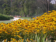 Sárga kúpvirágok (Rudbeckia) - Gödöllő, Magyarország