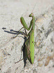 Imádkozó sáska vagy Ájtatos manó (Mantis religiosa) - Mogyoród, Magyarország