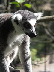 Gyűrűsfarkú maki vagy katta (Lemur catta) portré - Veszprém, Magyarország