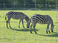 Grant-zebrák vagy Böhm-zebrák (Equus quagga boehmi, korábban Equus burchelli boehmi) az afrikai szavanna kifutón - Veszprém, Magyarország