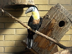 Channel-billed toucan (Ramphastos vitellinus), a nice tropical bird with black bill and yellow/orange chest - Amsterodam, Nizozemsko