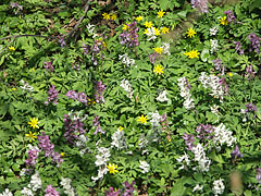 Bulbous corydalis or fumewort (Corydalis cava) flowers - Bakony Mountains, Maďarsko