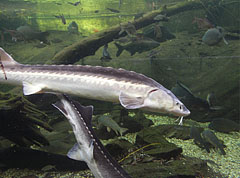 Russian sturgeon (Acipenser gueldenstaedtii), also known as diamond sturgeon or Danube sturgeon - Budapešť, Maďarsko