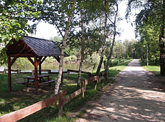 Forest around the "Homokpart" fishing pond - Gödöllő Hills (Gödöllői-dombság), Maďarsko