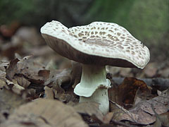 - Pilis (Pilišské vrchy), Maďarsko