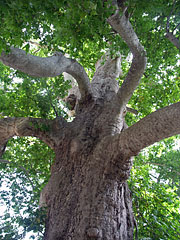 One of the enormous, more than 400 years old oriental plane trees (Platanus orientalis) at the entrance of the arboretum - Trsteno, Chorvatsko