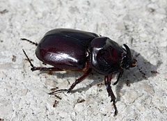 European rhinoceros beetle (Oryctes nasicornis), a large dark reddish brown beetle on the rock - Trsteno, Chorvatsko