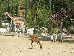 A female Nile lechwe antelope (Kobus megaceros) is dwarfed by two Rothschild's giraffes (Giraffa camelopardalis rothschildi) behind her - Budapeşte, Macaristan