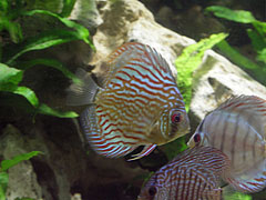 Blue discus (Symphysodon aequifasciatus) fish - Budapeşte, Macaristan