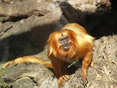 Golden lion tamarin or golden marmoset (Leontopithecus rosalia), a small New World monkey from Brazil - Budapeşte, Macaristan