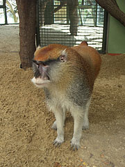 Patas monkey (Erythrocebus patas), aka Wadi monkey or Hussar monkey - Budapeşte, Macaristan