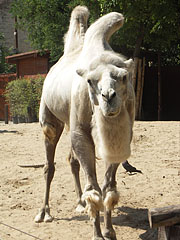 Bactrian camel (Camelus bactrianus, formerly Camelus ferus) - Budapeşte, Macaristan