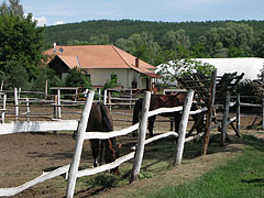 The horse farm and forest school of Babatvölgy - Gödöllő Hills (Gödöllői-dombság), Macaristan