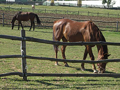 Grazing horses - Mogyoród, Macaristan