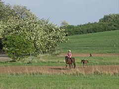 The colt is following his mother everywhere - Mogyoród, Macaristan